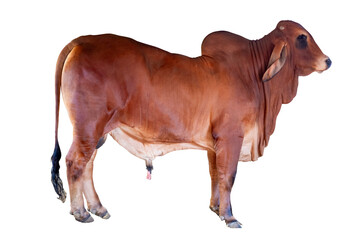 Cow,Side view of full body standing of Red cow, Beef cattle breeder, american brahman red on the...