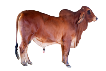 Cow,Side view of full body standing of Red cow, Beef cattle breeder, american brahman red on the ground, Brahman Cow isolated on transparent background, PNG File