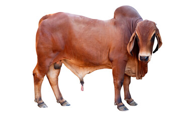 Cow,Side view of full body standing of Red cow, Beef cattle breeder, american brahman red on the ground, Brahman Cow isolated transparent background, PNG File