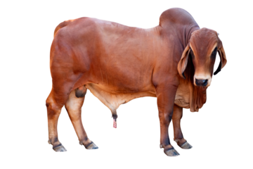 Cow,Side view of full body standing of Red cow, Beef cattle breeder, american brahman red on the ground, Brahman Cow isolated transparent background, PNG File