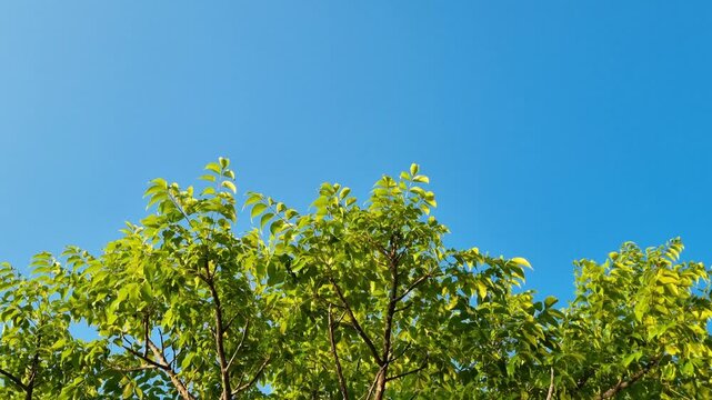 Beautiful view of trees blowing in the wind with a blue sky in the afternoon. copy space 4k Video