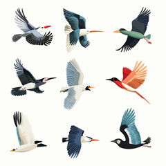 Fototapeta premium Colorful bird collection vector illustration on a white background