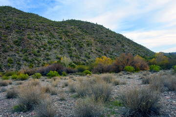 Salt River Recreation Area Arizona