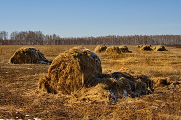 Russia, Tisul. View of a mown field with haystacks unprepared for winter, dusted with the first...