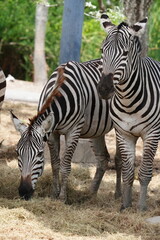 Zebras in the wild at the Bangkok Open Zoo, Thailand.