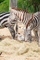 Zebras in the wild at the Bangkok Open Zoo, Thailand.