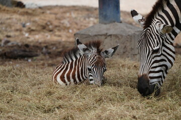 Zebras in the wild at the Bangkok Open Zoo, Thailand.
