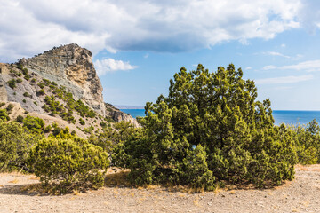 Juniper grove on the Black Sea coast near the Golitsyn trail  near  the village of Novy Svet, Crimea, Russia.