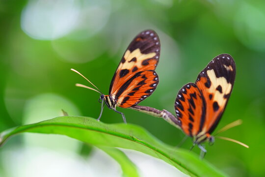 Two Nymphalidae butterflies Heliconius numata Mamiraua coupled together on a leaf. Brazilian rainforest near the village of Terra do Caju, Amazonas, Brazil.