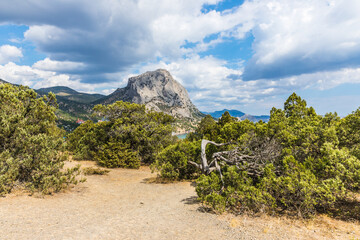 Juniper grove on the Black Sea coast near the Golitsyn trail  near  the village of Novy Svet, Crimea, Russia.