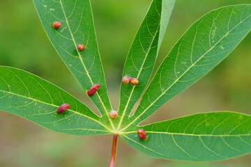Leaf of the cassava plant (Manihot esculenta) infected by gall mites as parasites (Eriophyidae, Aceria macrorrphyncha). Village of Terra do Caju village, Amazonas, Brazil.