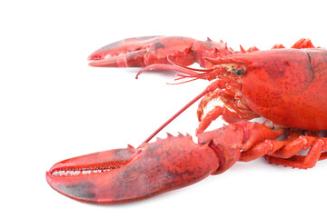 One tasty boiled lobster isolated on white