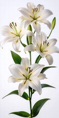 Obraz premium Elegant White Lilies with Green Leaves and Soft Background