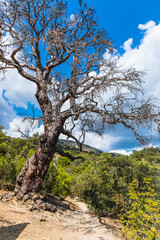 An old tree on the tourist mountain trail to Peak Cosmos on the Karaul-Oba mountain range on the Black Sea coast near the Golitsyn trail near  the village of Novy Svet, Crimea, Russia.