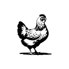 Retro engraving illustration of chicken in farmers yard. Vector illustration