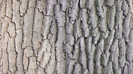 Oak, Close-up of tree bark texture, natural, detailed, earthy colors, abstract background