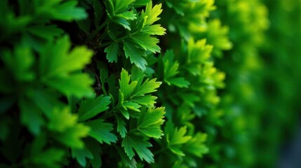 Vibrant Green Foliage Close-Up Lush, Detailed Texture of Natural Greenery in a Garden Setting