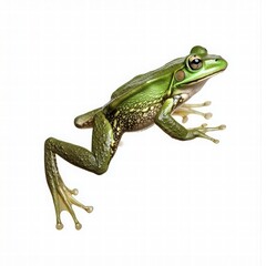 Fototapeta premium Green Frog Sitting on a White Background in an Isolated Position