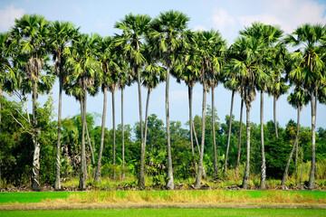 Obraz premium Lush Tropical Landscape with Tall Palm Trees Under Blue Sky