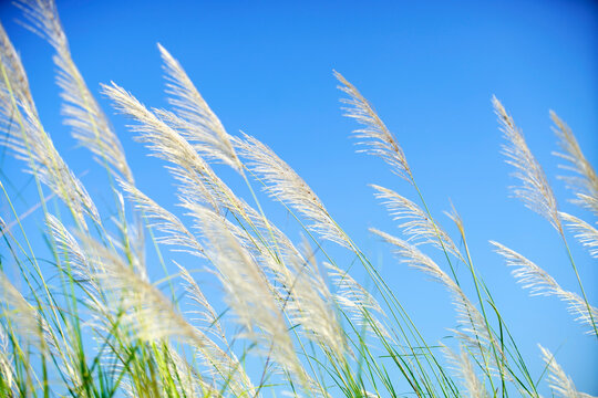 Soft Pampas Grass Swaying Against Bright Blue Sky on Sunny Day