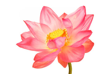 Vibrant Pink Lotus Flower Blooming in Bright Natural Light