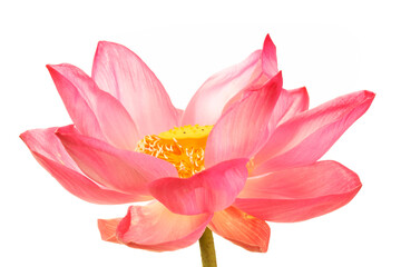 Beautiful Pink Lotus Flower Displaying Delicate Petals and Structure