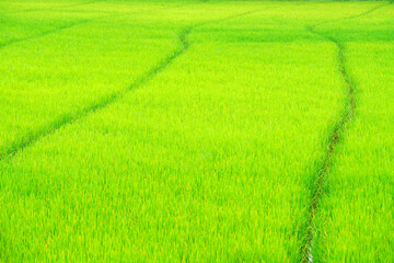 Lush Green Rice Fields with Fresh Growth and Natural Patterns