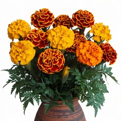 Obraz premium Vibrant Marigold Bouquet in Brown Clay Pot on White Background.