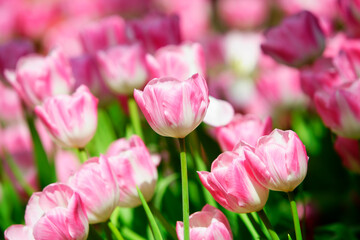 Vibrant Pink Tulips Blooming in a Colorful Spring Garden