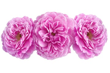 Three vibrant pink flowers arranged symmetrically against a white background, showcasing their lush petals and natural beauty