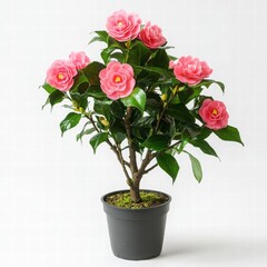 Vibrant Pink Flowering Plant in Pot with Lush Green Leaves