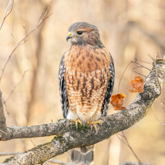 Red Shouldered Hawk