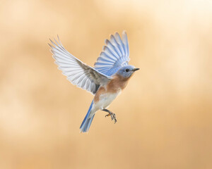 Bluebird