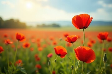 Crimson poppies sway gently in a sun-drenched field , meadow, texture