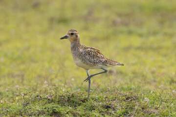 Pacific golden plover - Pluvialis fulva on grand with green grass in background. Photo from Wilpattu National Park in Sri Lanka. Migratory shorebird.