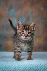 A little tabby kitten stands and looks directly at the camera.