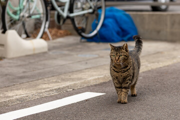 野良猫