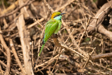 Asian green bee-eater, little green bee-eater, green bee-eater - Merops orientalis perched with branches in  background. Photo from Wilpattu National Park in Sri Lanka.
