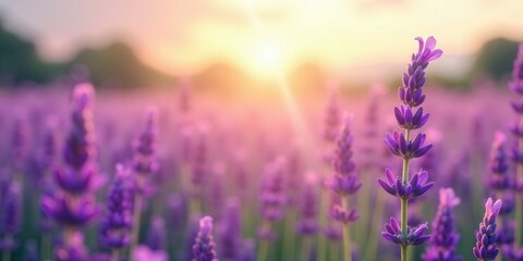 Naklejka premium Serene Sunset Illuminating a Lavender Field's Delicate Blossoms, Creating a Tranquil and Peaceful Atmosphere