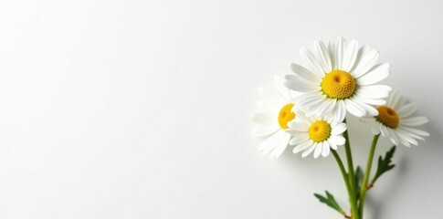 Obraz premium Delicate chamomile daisy bouquet, pure white background, closeup, fresh