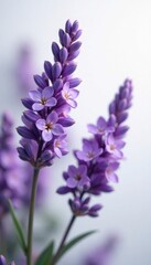 Naklejka premium Delicate lavender blooms, vibrant purple hues against pure white , closeup, flowers