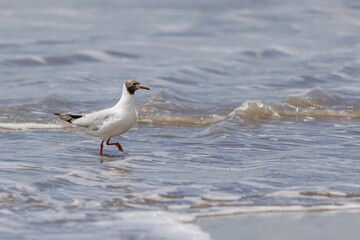 Brown-hooded Gull (Chroicocephalus maculipennis) walking along the sea coast.