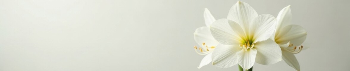 Fototapeta premium Elegant white amaryllis bouquet, pristine backdrop , studio shot, image, botanical