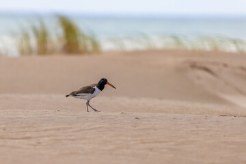 Juvenile American Oystercatcher (Haematopus palliatus) walking on a dune with the sea in the background.