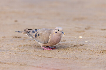 Eared Dove (Zenaida auriculata) eating crumbs on the beach.