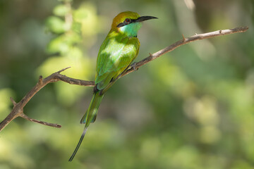 Asian green bee-eater, little green bee-eater, green bee-eater - Merops orientalis perched at green background. Photo from Wilpattu National Park in Sri Lanka.