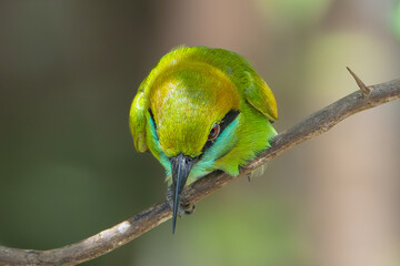 Asian green bee-eater, little green bee-eater, green bee-eater - Merops orientalis perched at green background. Close-up. Photo from Wilpattu National Park in Sri Lanka.