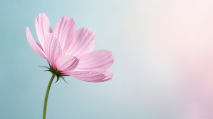 Obraz premium Delicate Pink Flower Blossom on Soft Blue Background, a Symbol of Purity and Grace