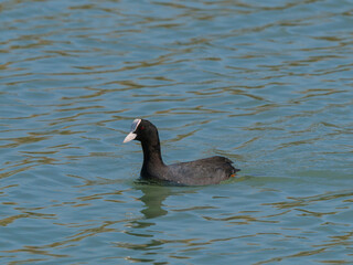 cormorant in a river