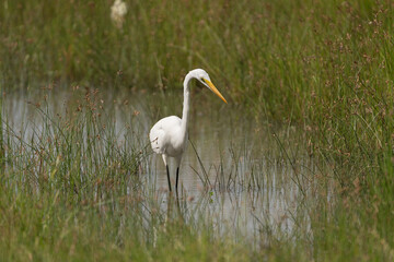 Eastern great egret - Ardea alba modesta wading in water at green background. Photo from Wilpattu National Park in Sri Lanka.	